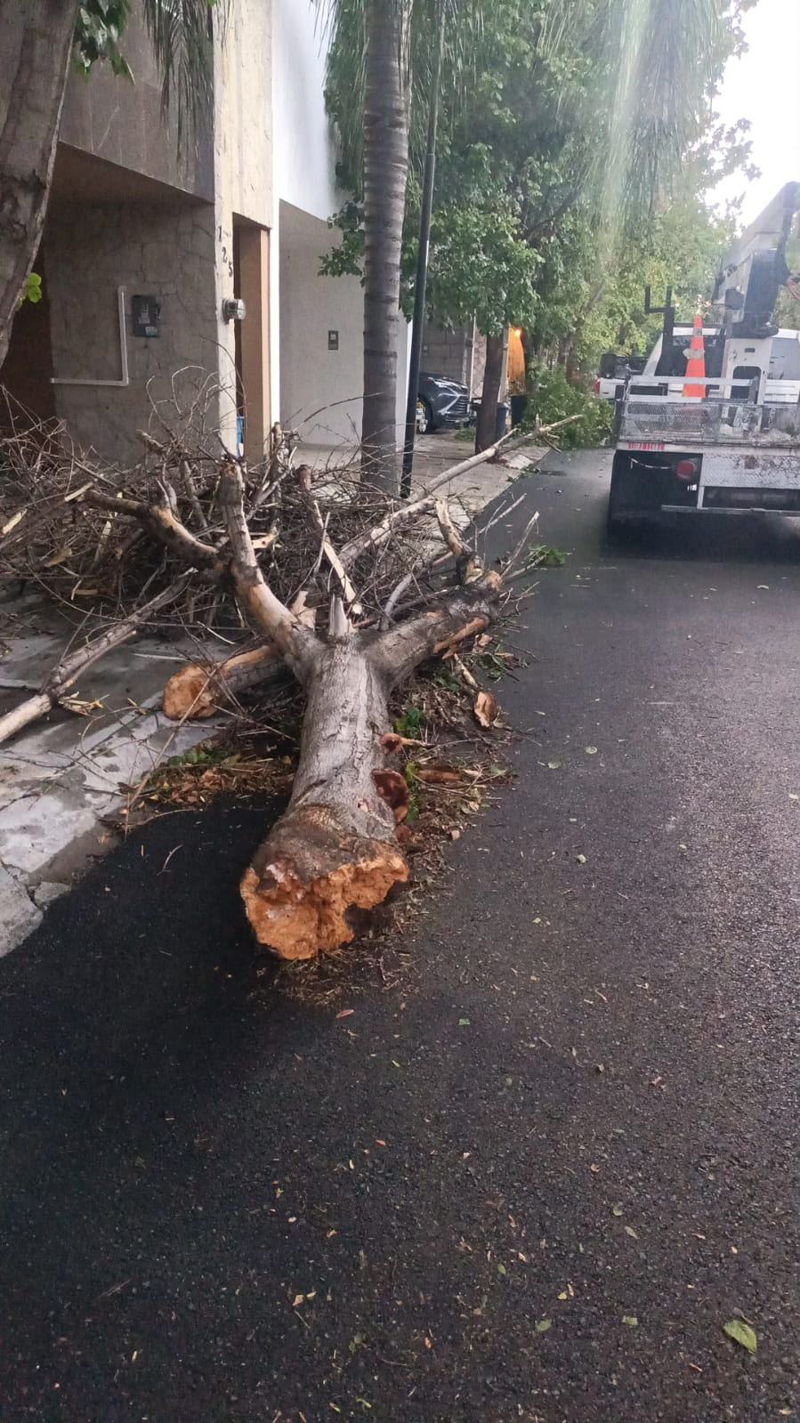 Atiende Monterrey caída de más de 40 árboles tras lluvias y fuertes vientos