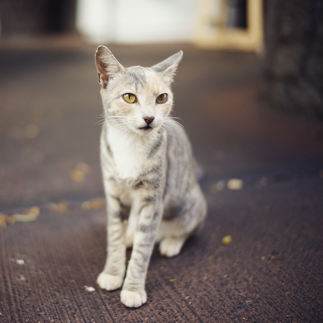 Stray cat, Hawaii - Mugur Marculescu 2015