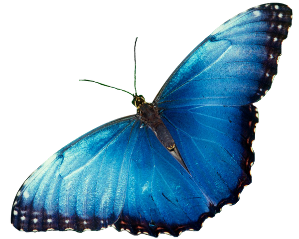 красивая бабочка, бабочка, разноусые чешуекрылые, butterfly, schmetterling, lepidoptera raznousye, papillon, lépidoptères raznousye, mariposa, lepidópteros raznousye, farfalla, raznousye lepidotteri, borboleta, raznousye lepidoptera