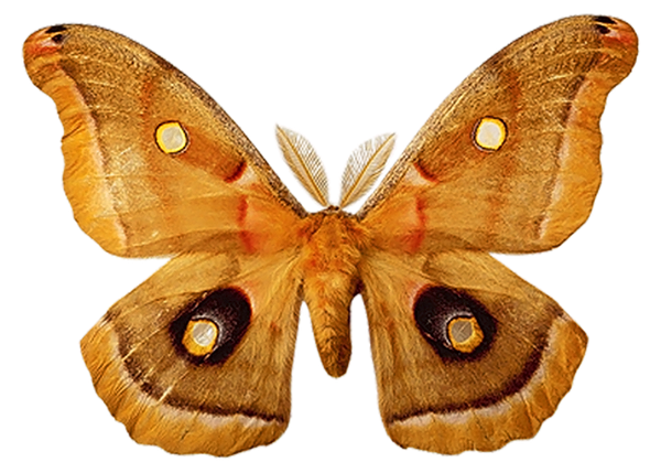 красивая бабочка, бабочка, разноусые чешуекрылые, butterfly, schmetterling, lepidoptera raznousye, papillon, lépidoptères raznousye, mariposa, lepidópteros raznousye, farfalla, raznousye lepidotteri, borboleta, raznousye lepidoptera