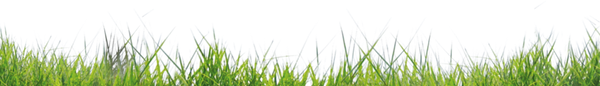 лужайка, зеленая трава, зеленое растение, green grass, green plant, grünes gras, grünpflanze, herbe verte, plante verte, hierba verde, erba verde, pianta verde, grama verde, planta verde