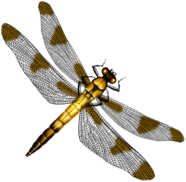 стрекоза, насекомое, dragonfly, insect, libelle, insekt, libellule, insecte, insecto, libellula, insetto, libélula, inseto, комаха