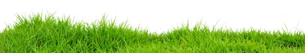 зеленая трава, зеленое растение, green grass, green plant, grünes gras, grünpflanze, herbe verte, plante verte, hierba verde, erba verde, pianta verde, grama verde, planta verde