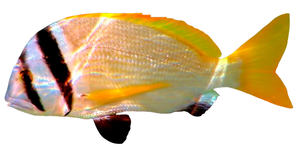морская рыба, желтая рыбка, saltwater fish, yellow fish, seefische, gelber fisch, poissons d'eau salée, poisson jaune, peces de agua salada, peces de color amarillo, pesci di mare, pesce giallo, peixes de água salgada, peixes amarelos