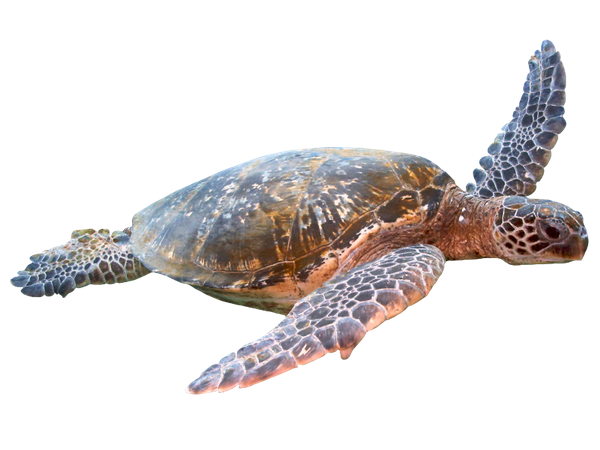 Черепаха В Море Фото