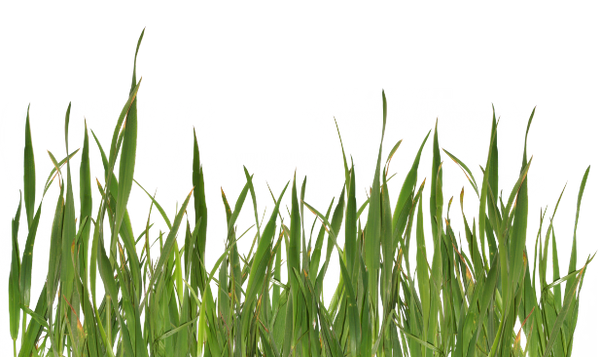 стебельки травы, зеленая трава, зеленое растение, green grass, green plant, grünes gras, grünpflanze, herbe verte, plante verte, hierba verde, erba verde, pianta verde, grama verde, planta verde