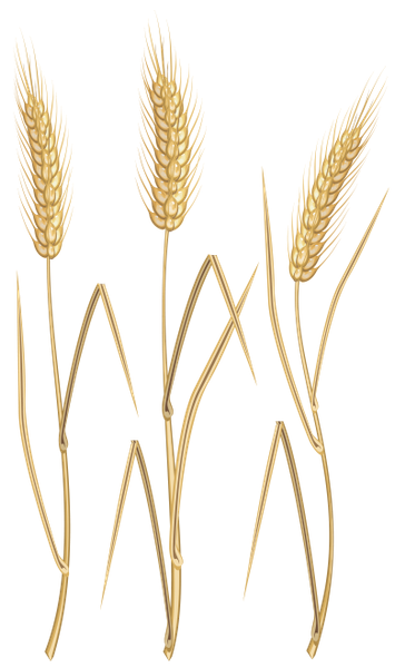 хлеб, злаки, колоски, пшеница, колосья пшеницы, хлебороб, bread, cereals, ears, wheat, ears of wheat, grain-grower, brot, getreide, ohren, weizen, weizenähren, getreidezüchter, pain, les céréales, les oreilles, le blé, les épis de blé, de céréales-récoltant, el pan, los cereales, las orejas, grano-cultivador, pane, cereali, orecchie, grano, spighe di grano, grano coltivatore, pão, cereais, orelhas, trigo, espigas de trigo, grão-produtor