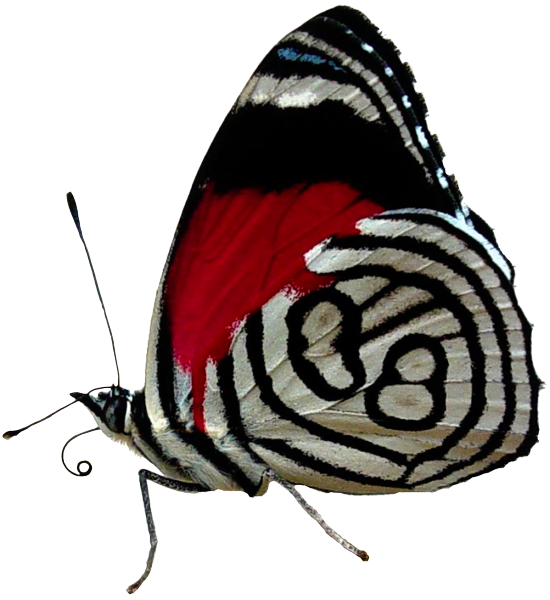 красивая бабочка, бабочка, разноусые чешуекрылые, butterfly, schmetterling, lepidoptera raznousye, papillon, lépidoptères raznousye, mariposa, lepidópteros raznousye, farfalla, raznousye lepidotteri, borboleta, raznousye lepidoptera