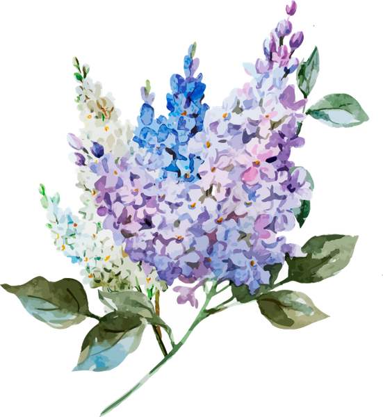 цветы, акварельные цветы, ветка сирени, сирень, флористика, флора, flowers, watercolor flowers, a branch of lilac, lilac, floristics, blumen, aquarellblumen, ein zweig der flieder, flieder, floristik, fleurs, aquarelles fleurs, une branche de lilas, lilas, floristique, flore, flores de acuarela, una rama de lila, lila, flores, flores em aquarela, um ramo de lilás, lilás, florística, flora, квіти, акварельні квіти, гілка бузку, бузок