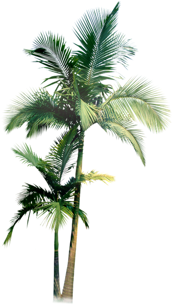 пальма, пальмовое дерево, тропическое дерево, palm tree, tropical tree, palme, tropischer baum, paume, palmier, arbre tropical, palmera, árbol tropical, albero tropicale, palma, palmeira, árvore tropical