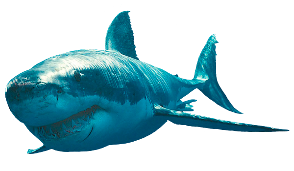 белая акула, акула, морская рыба, акульи плавники, морской хищник, shark, sea fish, shark fins, sea predator, hai, seefisch, haifischflossen, meer räuber, requin, poissons de mer, les nageoires de requin, mer prédateur, tiburón, pescado de mar, aletas de tiburón, depredador del mar, squalo, pesce di mare, pinne di squalo, predatore del mare, tubarão, peixes do mar, barbatanas de tubarão, predador do mar