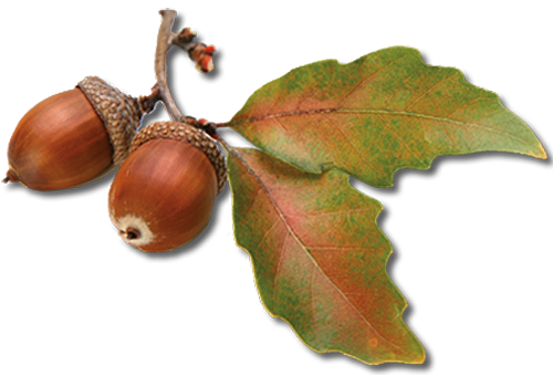 Дуб черешчатый плод
