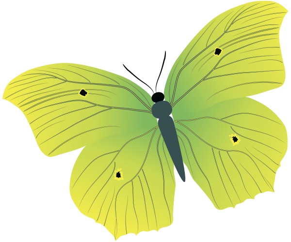 бабочка, насекомое, butterfly, insect, schmetterling, insekt, papillon, insecte, mariposa, insecto, farfalla, insetto, borboleta, inseto, метелик, комаха