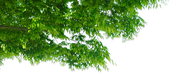 зеленое дерево, ветка дерева, зеленый лист, green tree, tree branch, green leaf, grünen baum, baum-zweig, grünen blatt, arbre vert, branche d'arbre, feuille verte, árbol verde, rama de árbol, hoja verde, albero verde, ramo di un albero, foglia verde, árvore verde, ramo de árvore, folha verde