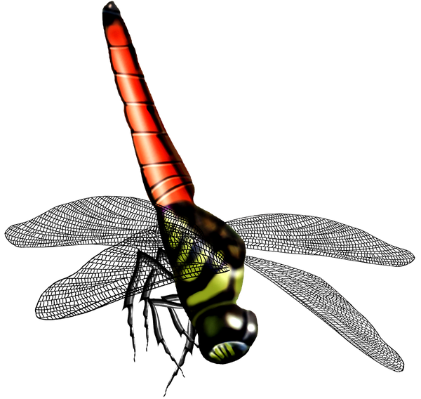 стрекоза, насекомое, dragonfly, insect, libelle, insekt, libellule, insecte, insecto, libellula, insetto, libélula, inseto, комаха