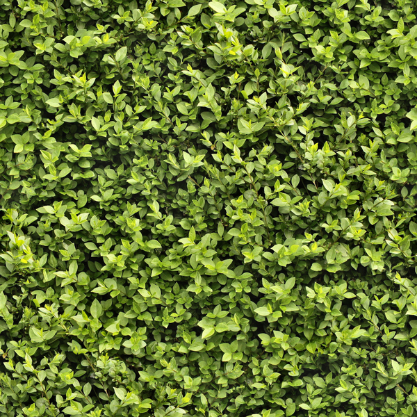 текстура природа, зеленый лист, экология, texture nature, green leaf, ecology, textur natur, grünes blatt, ökologie, nature texture, feuille verte, l'écologie, textura de la naturaleza, hoja verde, ecología, tessitura natura, foglia verde, textura natureza, folha verde, ecologia, зелений лист, екологія, куст растения, зеленое растение