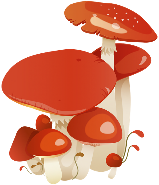 грибы, красные грибы, mushrooms, amanita, red mushrooms, pilze, rote pilze, natur, champignons, champignons rouges, nature, setas, setas rojas, la naturaleza, funghi, funghi rossi, la natura, cogumelos, cogumelos vermelhos, natureza, гриби, мухомор, червоні гриби, природа