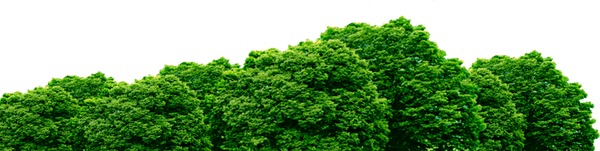 зеленые деревья, лес, парк, пейзаж, green trees, forest, landscape, grüne bäume, wald, park, landschaft, arbres verts, forêt, parc, paysage, árboles verdes, bosques, parques, paisaje, alberi verdi, foresta, parco, paesaggio, árvores verdes, floresta, parque, paisagem