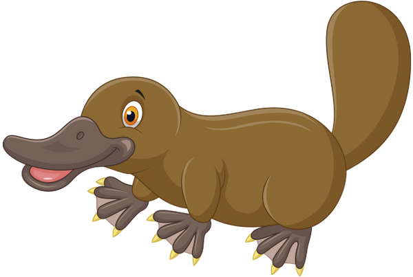 утконос, австралийские животные, австралийская фауна, животные, фауна, platypus, australian animals, australian fauna, animals, schnabeltier, australische tiere, australische fauna, tiere, ornithorynque, animaux australiens, faune australienne, animaux, faune, ornitorrincos, animales australianos, animales, ornitorinco, animali australiani, animali, ornitorrinco, animais australianos, fauna australiana, animais, fauna, качконіс, австралійські тварини, австралійська фауна, тварини