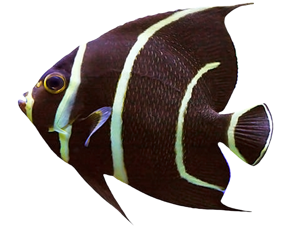 рыба бабочка, черная рыбка, морская рыба, butterfly fish, black fish, saltwater fish, falterfische, schwarzer fisch, meeresfisch, poissons papillon, poissons noirs, poissons d'eau salée, peces mariposa, peces negro, peces de agua salada, pesci farfalla, pesci neri, pesci di mare, peixes de borboleta, peixes pretos, peixes de água salgada