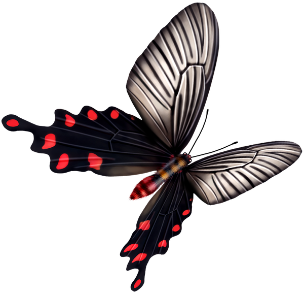 бабочка, насекомое, butterfly, insect, schmetterling, insekt, papillon, insecte, mariposa, insecto, farfalla, insetto, borboleta, inseto, метелик, комаха