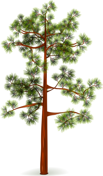 сосна, зеленое растение, хвоя, дерево, kiefer, grüne pflanze, nadeln, baum, pin, plante verte, aiguilles, arbre, agujas, árbol, pino, pianta verde, aghi, albero, pinheiro, planta verde, agulhas, árvore, зелена рослина