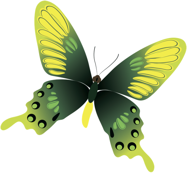 бабочка, насекомое, butterfly, insect, schmetterling, insekt, papillon, insecte, mariposa, insecto, farfalla, insetto, borboleta, inseto, метелик, комаха