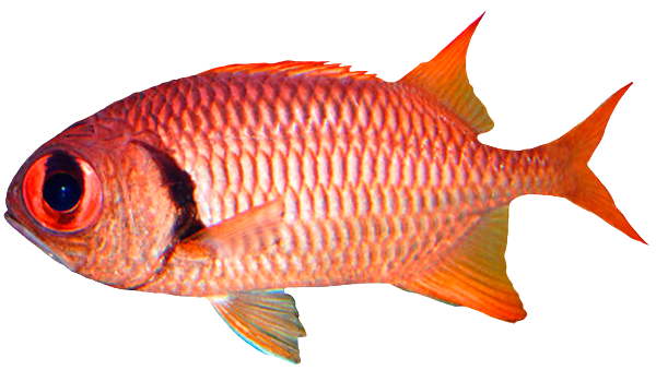 рифовый окунь, редснеппер, коралловый риф, морская рыба, красная рыба, snappers, coral reef, sea fish, red fish, schnapper, korallenriff, meeresfisch, rotbarsch, vivaneaux, récifs coralliens, poissons de mer, poisson rouge, pargos, arrecifes de coral, peces de mar, peces rojos, dentici, barriera corallina, pesce di mare, pesce rosso, carangas, redsnepper, recife de coral, peixes de mar, peixes vermelhos, red snapper