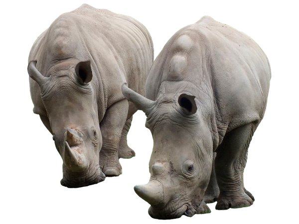 носорог, африканское животное, rhino, african animals, nashorn, afrikanische tiere, rhinocéros, animaux africains, animales africanos, animali africani, rinoceronte, animais africanos
