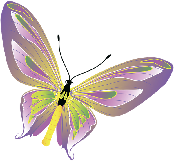 бабочка, насекомое, butterfly, insect, schmetterling, insekt, papillon, insecte, mariposa, insecto, farfalla, insetto, borboleta, inseto, метелик, комаха