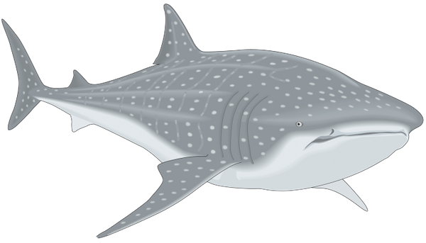 акула, морская рыба, акульи плавники, китовая акула, shark, sea fish, shark fins, whale shark, hai, seefisch, haifischflossen, walhai, requin, poissons de mer, ailerons de requin, le requin baleine, tiburón, pescado de mar, aletas de tiburón, tiburón ballena, squalo, pesce di mare, pinne di squalo, squalo balena, tubarão, peixe de água salgada, barbatanas de tubarão, tubarão baleia