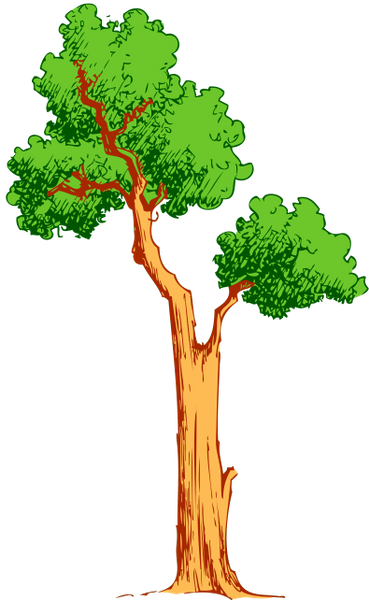 лиственное дерево, зеленое растение, природа, deciduous tree, green plant, laubbaum, grüne pflanze, natur, arbre à feuilles caduques, plante verte, nature, árbol de hoja caduca, naturaleza, albero a foglie decidue, pianta verde, la natura, árvore de folha caduca, planta verde, natureza, листяне дерево, зелена рослина