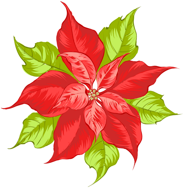 цветы, красный цветок, flowers, red flower, spring, blumen, rote blumen, frühling, fleurs, fleur rouge, printemps, flor roja, fiori, fiore rosso, flores, flor vermelha, primavera, квіти, червона квітка, весна