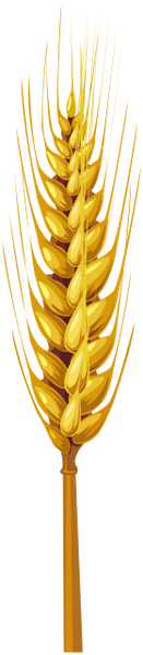 колоски пшеницы, хлеб, злаки, колосок, wheat spikes, cereals, spikelets, bread, weizenähren, getreide, ährchen, brot, epis de blé, céréales, épillets, pain, espigas de trigo, cereales, espiguillas, pan, spighe di grano, cereali, spighette, pane, picos de trigo, cereais, espetadas, pão, колоски пшениці, хліб