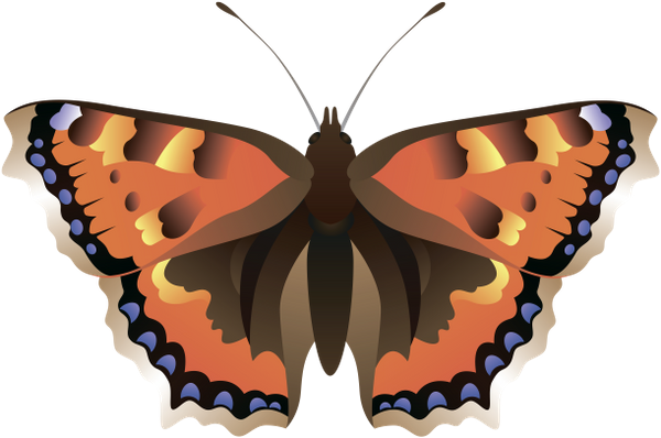 бабочка, насекомое, butterfly, insect, schmetterling, insekt, papillon, insecte, mariposa, insecto, farfalla, insetto, borboleta, inseto, метелик, комаха