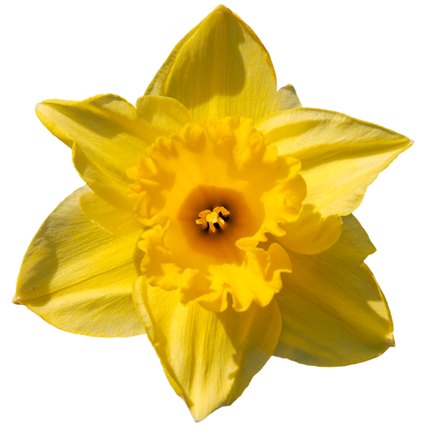 нарцисс, желтый цветок, daffodil - download free render Flowers on Artage.io