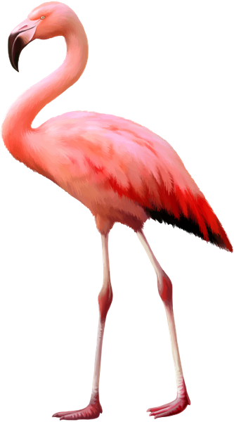 Где живут фламинго и как?