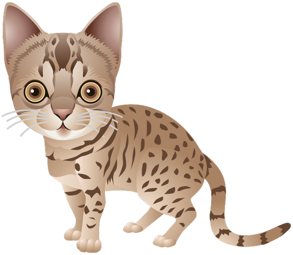 милый котик, животные, кошка, маленький кот, cute cat, animals, cat, little cat, niedliche katze, tier, katze, kleine katze, chat mignon, chat, petit chat, pequeño gato lindo, simpatico gatto, animale, gatto, piccolo gatto, gato bonito, animal, gato, gato pequeno, милий котик, тварини, кішка, маленький кіт