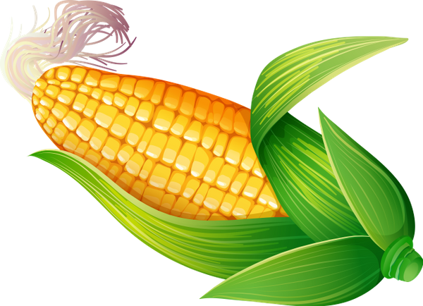 кукуруза, початок кукурузы, овощи - download free render Fruits ...
