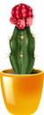 кактус, комнатное растение, зеленое растение, флора, houseplant, flowerpot, green plant, kaktus, zimmerpflanze, blumentopf, grünpflanze, plante d'intérieur, pot de fleur, plante verte, flore, planta de interior, maceta, cactus, pianta d'appartamento, vaso di fiori, pianta verde, cacto, planta de casa, vaso de plantas, planta verde, flora, кімнатна рослина, вазон, зелена рослина