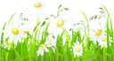 ромашка, ромашковое поле, трава, ромашка луговая, полевые цветы, chamomile, chamomile field, grass, meadow, field flowers, kamille, kamille feld, gras, gänseblümchen, wiese, feld blumen, camomille, champ de camomille, herbe, daisy, pré, fleurs de champ, manzanilla, campo de la manzanilla, hierba, margarita, flores del campo, camomilla, campo di camomilla, erba, margherita, prato, fiori di campo, camomila, campo de camomila, grama, margarida, prado, flores de campo, ромашкове поле, ромашка лугова, польові квіти