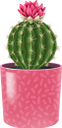 кактус, комнатное растение, зеленое растение, флора, houseplant, flowerpot, green plant, kaktus, zimmerpflanze, blumentopf, grünpflanze, plante d'intérieur, pot de fleur, plante verte, flore, planta de interior, maceta, cactus, pianta d'appartamento, vaso di fiori, pianta verde, cacto, planta de casa, vaso de plantas, planta verde, flora, кімнатна рослина, вазон, зелена рослина