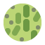 bacteria