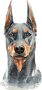 собака, доберман пинчер, домашние животные, фауна, dog, doberman pinscher, pets, hund, dobermann pinscher, haustiere, chien, animaux domestiques, faune, perro, mascotas, cane, animali domestici, cão, animais de estimação, fauna, пес, доберман пінчер, домашні тварини