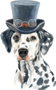 собака, далматин, далматинец, домашние животные, фауна, dog, dalmatian, pets, hund, dalmatiner, haustiere, chien, dalmatien, animaux domestiques, faune, perro, mascotas, cane, dalmata, animali domestici, cachorro, dálmata, animais de estimação, fauna, пес, далматинець, домашні тварини