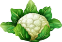 цветная капуста, капуста, кочан капусты, овощи, продукты питания, еда, cabbage, cauliflower, cabbage head, vegetables, food, kohl, blumenkohl, kohlkopf, gemüse, essen, chou, chou-fleur, tête de chou, légumes, nourriture, repollo, coliflor, cabeza de repollo, verduras, alimentos, cavolo, cavolfiore, cavolo cappuccio, verdure, cibo, repolho, couve-flor, cabeça de repolho, vegetais, comida, цвітна капуста, качан капусти, овочі, продукти харчування, їжа