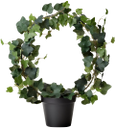плющ, вазон, комнатное растение, зеленая листва, зеленое растение, лиана, ivy, vase, houseplant, green foliage, green plant, vine, efeu, blumentopf, zimmerpflanze, grüne blätter, grüne pflanze, rebe, lierre, fleurs, plantes d'intérieur, feuillage vert, plante verte, vigne, hiedra, maceta, planta de interior, follaje verde, vid, edera, vaso di fiori, pianta d'appartamento, fogliame verde, pianta verde, vite, hera, flowerpot, planta de casa, folhagem verde, planta verde, videira, кімнатна рослина, зелене листя, зелена рослина, ліана
