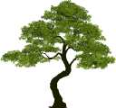 дерево, лиственное дерево, зеленое растение, tree, deciduous tree, green plant, baum, laubbaum, grüne pflanze, arbre, arbre à feuilles caduques, plante verte, árbol, árbol de hoja caduca, albero, latifoglia, pianta verde, árvore, árvore de folha caduca, planta verde, листяне дерево, зелена рослина