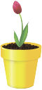 вазон, цветочный горшок, цветок тюльпан, flower pot, flower tulip, blumentopf, blume tulpe, vase, pot de fleur, fleur de tulipe, florero, maceta, flor del tulipán, vaso di fiori, tulipano, vaso, vaso de flores, tulipa flor