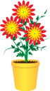 вазон, цветочный горшок, комнатное растение, цветы, флора, flower pot, houseplant, flowers, blumentopf, zimmerpflanze, blumen, pot de fleurs, pot de fleur, plante d'intérieur, fleurs, flore, maceta, planta de interior, vaso di fiori, pianta d'appartamento, fiori, flowerpot, vaso de flores, planta de casa, flores, flora, квітковий горщик, кімнатна рослина, квіти